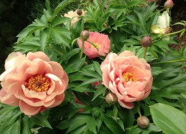 thumb_14829_800_800_crop (1)3